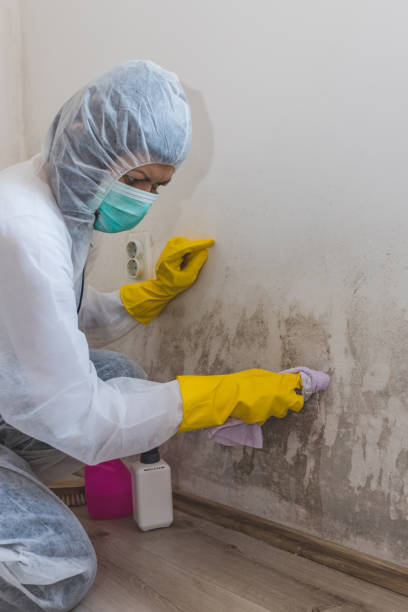 Best Basement Mold Removal  in Preston, IA