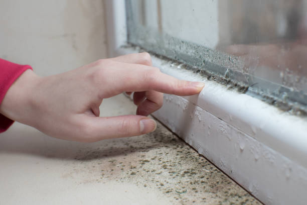 Best Commercial Mold Inspection  in Preston, IA